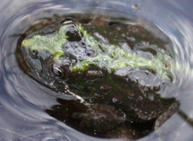 Eastern Cricket Frog